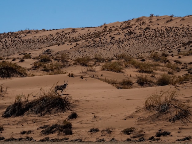 Gemsbok che cammina in vasto deserto dei pascoli sotto cielo blu