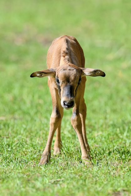 Gemsbok del bambino in erba, parco nazionale del Kenya