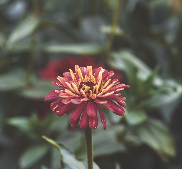 Genere rosso di zinnia di erbe annuali e perenni