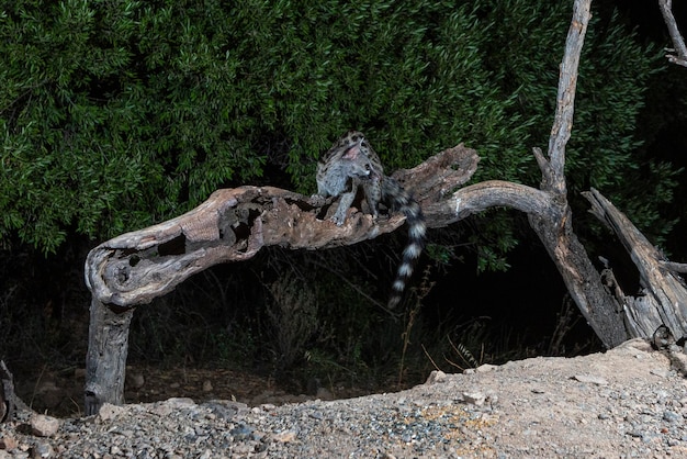 Genetta comune (Genetta genetta) Malaga, Spagna