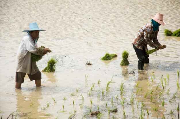 Gente tailandese che lavora trapiantando la coltivazione del riso sulla risaia all'aperto il 9 agosto 2016 a Sa Kaeo Thailandia