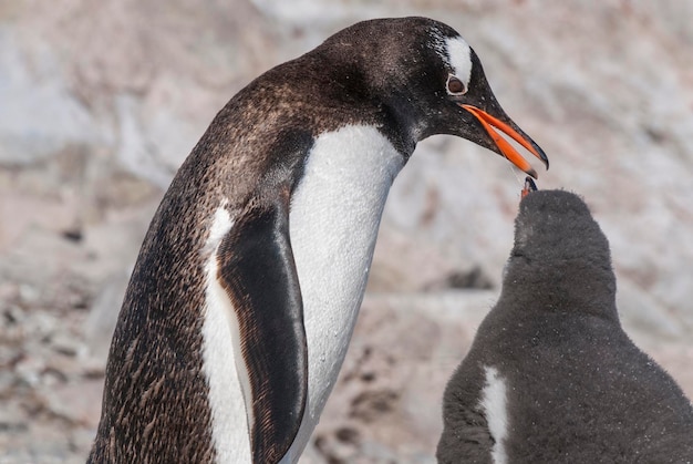 Gentoo Penguin Neko portoAntartica