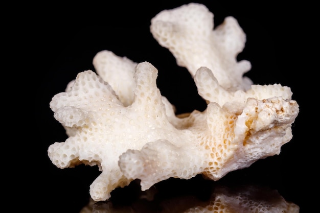 Geode di calcedonio in pietra minerale macro su sfondo nero