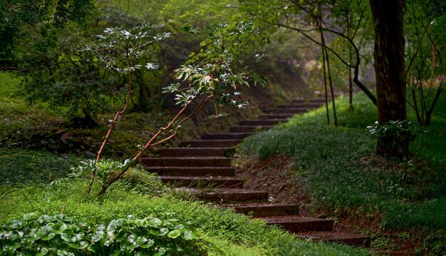 Georgia Batumi Botanical Garden Bella vegetazione piante fiorite luminose Acero giapponese in gocce di pioggia