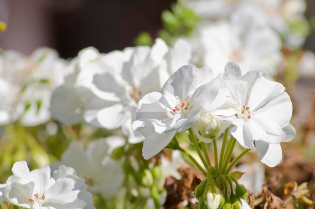 Geranio a fiore bianco