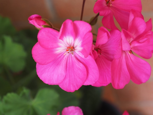 Geranio (Geraniales) pianta fiore rosa