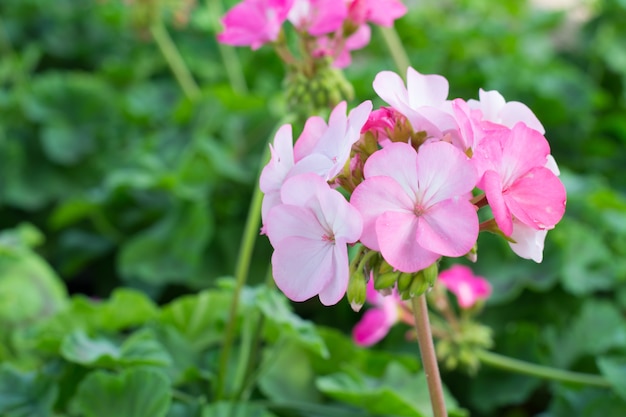 Geranio grandiflorum che fiorisce nel giardino floreale - fiori rosa e bianchi