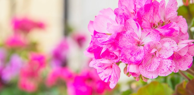 Geranio in giardino estivo. Pelargonium foglia di edera. Peltatum di geranio. Piante decorative.