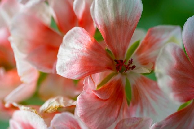 Geranio rosa bellissimo fiore di geranio