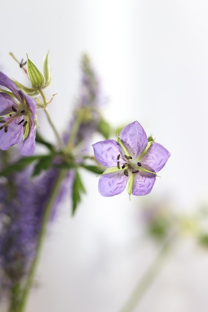 Geranium pratense il becco della gru di prato o fiori di geranio di prato con uno sfondo bianco