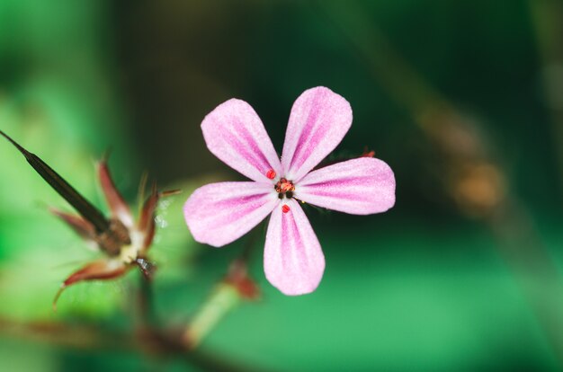 Geranium robertianum fiore.