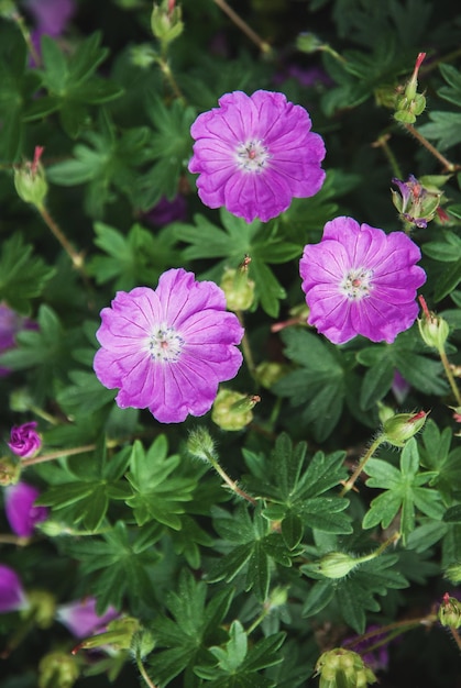 Geranium sanguineum Geranio sanguinante o fiori viola Cranesbill nel giardino estivo