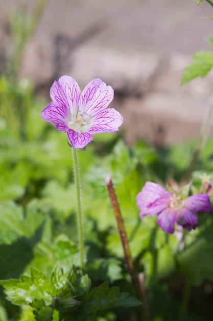 Geranium x oxonianum