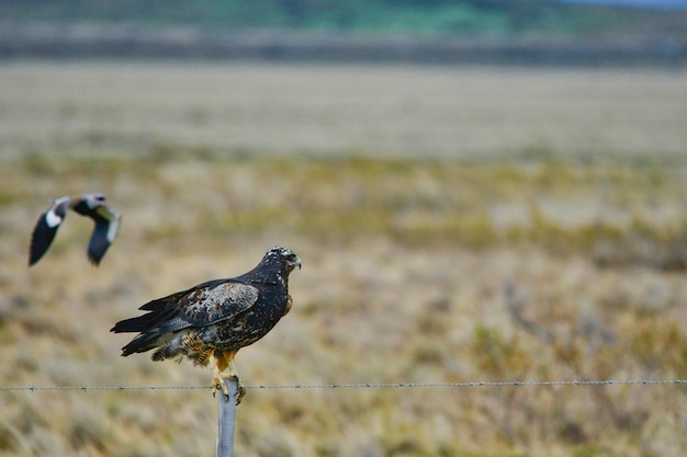 Geranoaetus melanoleucus - L'aquila nera, è un rapace che vive in Sud America.