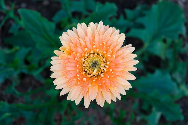 Gerbera arancione chiaro in giardino