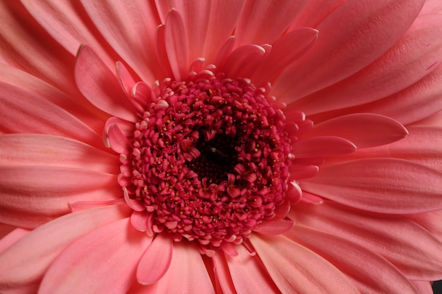 Gerbera bella macro fiore vibrante