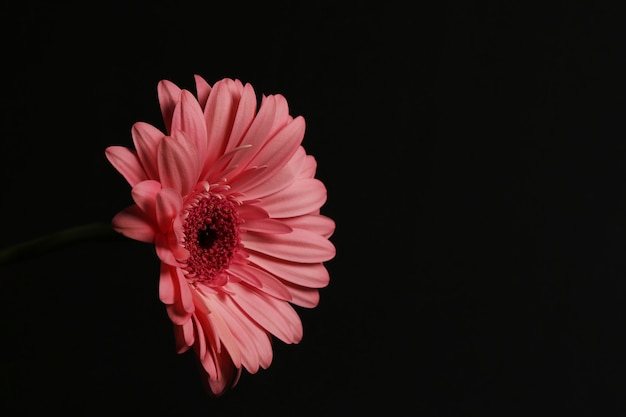 Gerbera bellissimo fiore vibrante