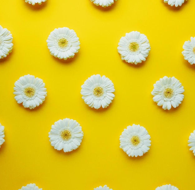 Gerbera bianca boccioli di fiori di margherita disposti in un motivo su uno sfondo piatto di colore giallo alla moda