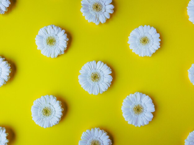 Gerbera bianca fiori a margherita motivo flatlay su sfondo giallo