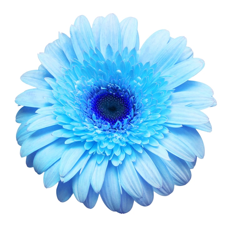 Gerbera blu fiore isolata su sfondo bianco Vista dall'alto piatta
