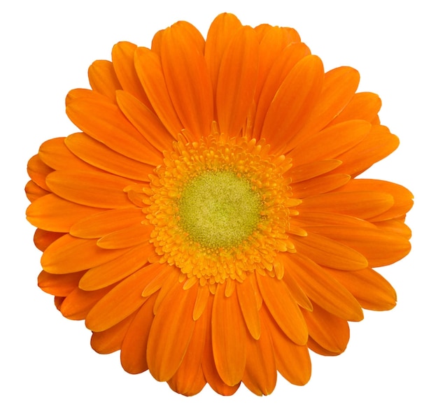 Gerbera d'arancia singola