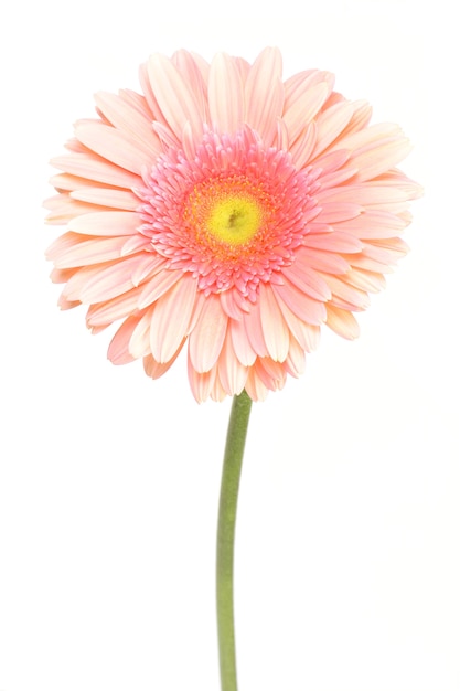 Gerbera fiore su uno sfondo bianco