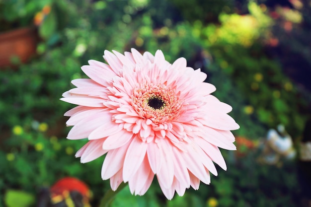 Gerbera fiori in giardino