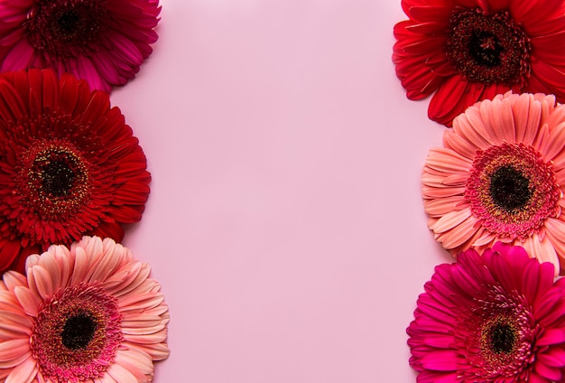 Gerbera fiori su un tavolo pastello rosa. Vista dall'alto