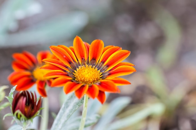 Gerbera Flower