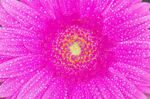 Gerbera Flower