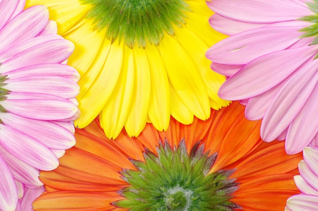 Gerbera Flower