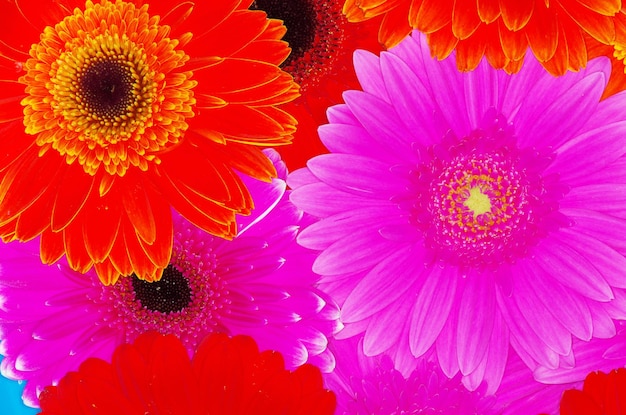 Gerbera Flower