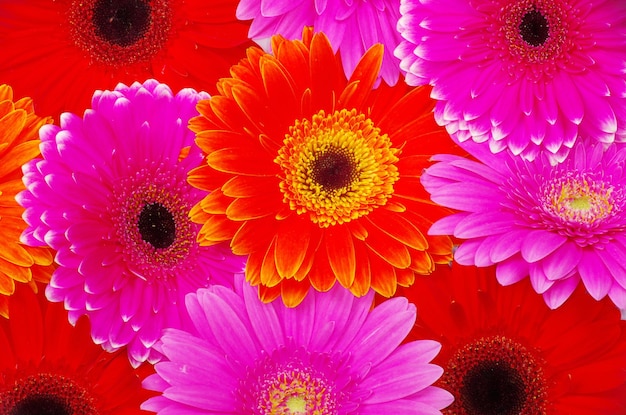 Gerbera Flower