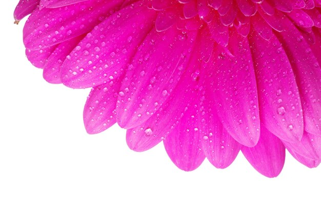 Gerbera Flower