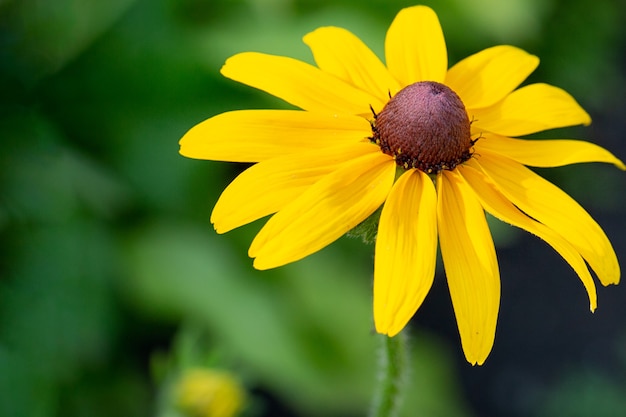 Gerbera gialla della margherita o fiore di rudbeckia su uno sfondo verde naturale nel giardino.