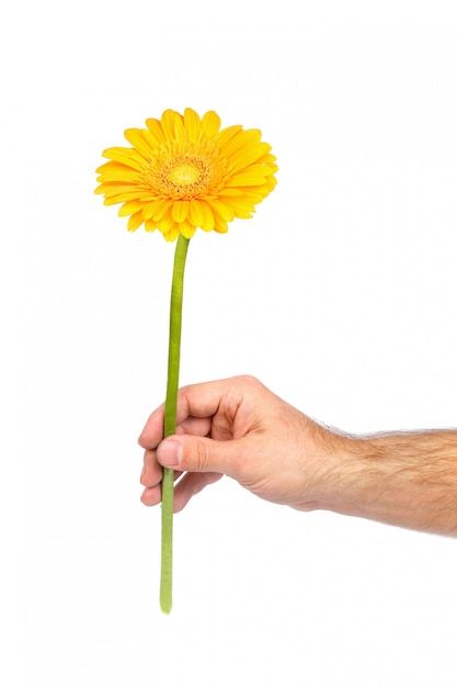 Gerbera gialla in mano maschio isolata su bianco