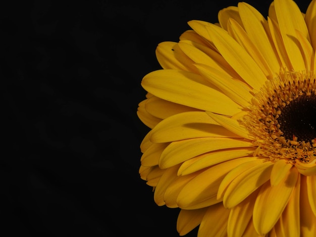 Gerbera gialla margherita fiore isolato su sfondo nero