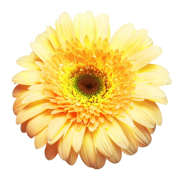 Gerbera gialla testa di fiore isolata su sfondo bianco Estate Primavera Vista dall'alto piatto laici Amore San Valentino