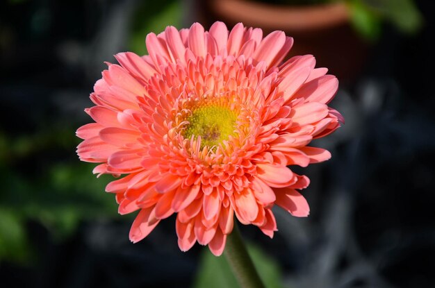 Gerbera jamesonii Transvaal Daisy