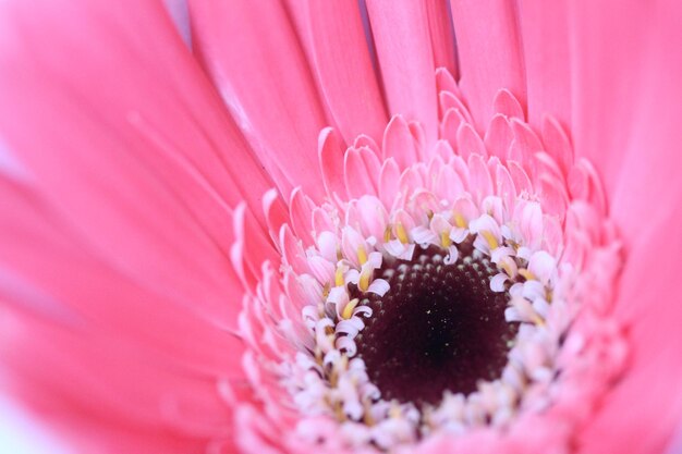 Gerbera L. è un genere di piante della famiglia delle Asteraceae. Margherita del Transvaal (Herbras). primo piano rosa.