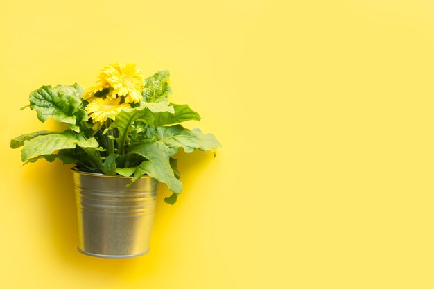 Gerbera luminosa gialla isolata su giallo.