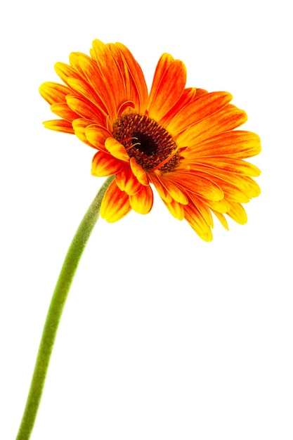 Gerbera luminosa