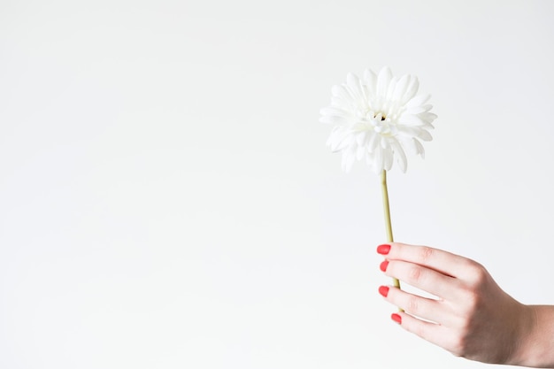 Gerbera margherita su sfondo bianco fiore botanica e flora fragile concetto di natura donna mano che tiene pianta singola