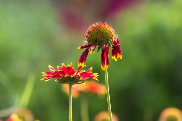 Gerbera o Gaillardia aristata o fiore di coperta fiore giallo rosso in piena fioritura in piena fioritura