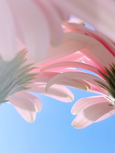 Gerbera rosa daisy fiori e cielo soleggiato primavera concetto di natura