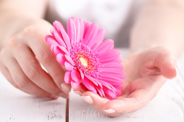 Gerbera rosa del fiore in mani femminili, fine sul concetto femminile di cura di vista