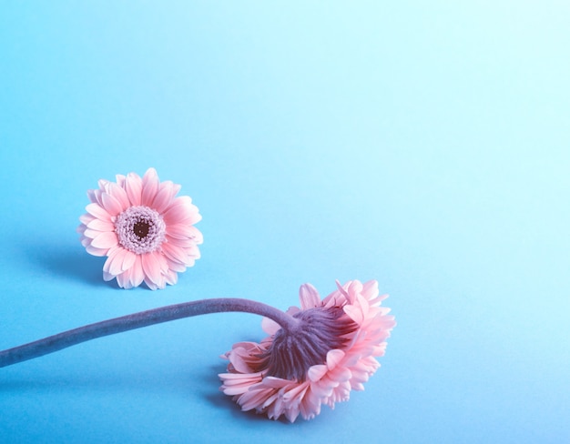 Gerbera rosa elegante su uno sfondo di colore turchese