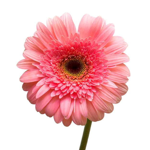 Gerbera rosa fiore isolato su sfondo bianco