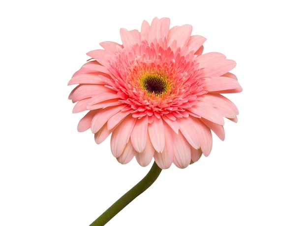 Gerbera rosa fiore isolato su sfondo bianco