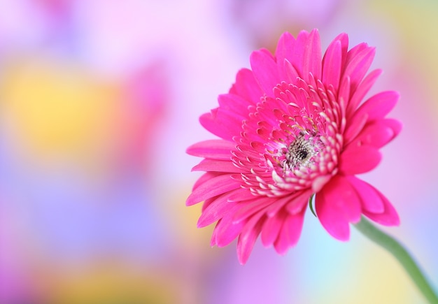 Gerbera rosa su sfondo colorato